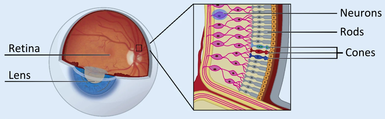 diagram of the retina