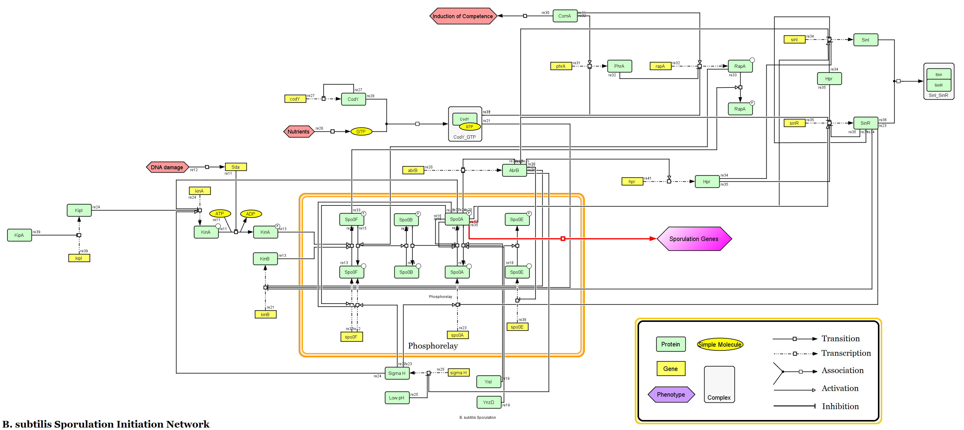 diagram of a gene-regulatory network