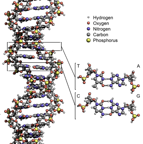 the structure of DNA