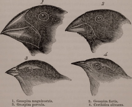 illustration of Darwin's finches