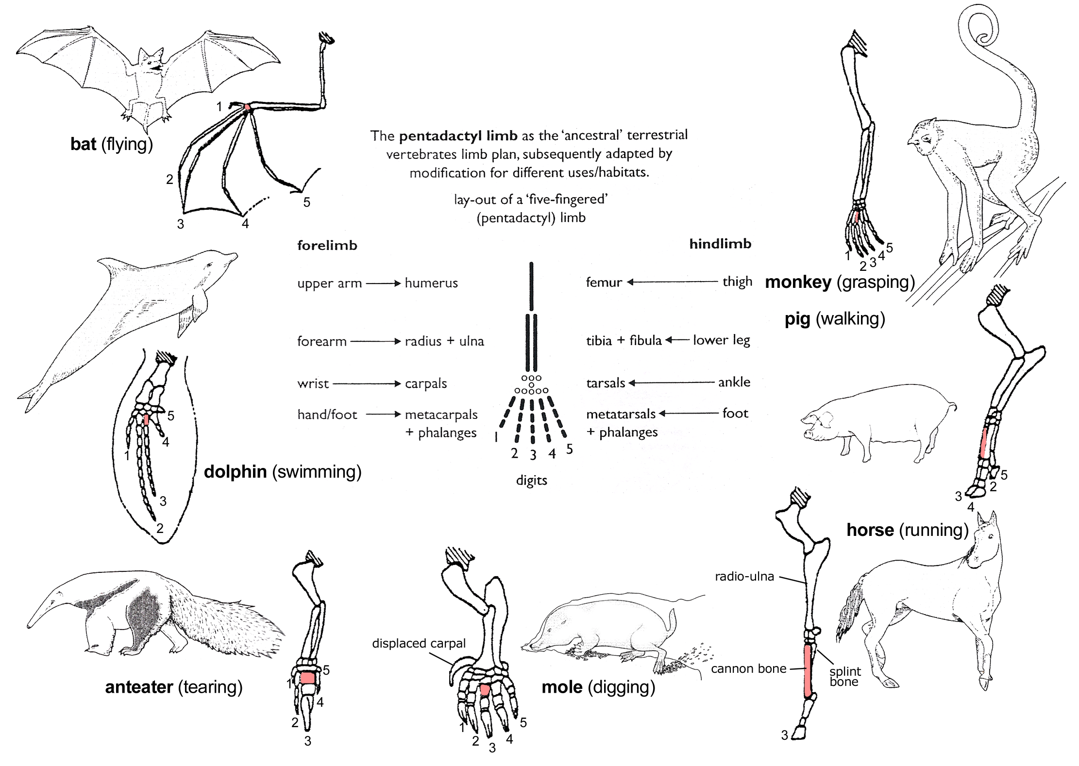 the pentadactyl limb