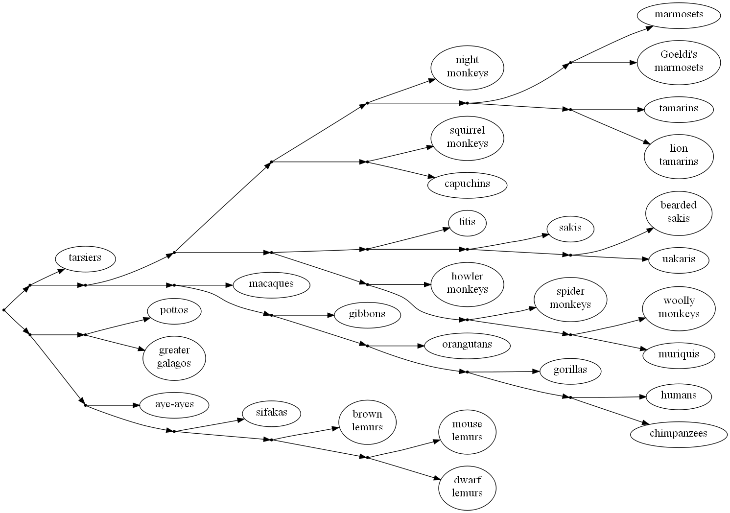 phylogenetic tree of primates