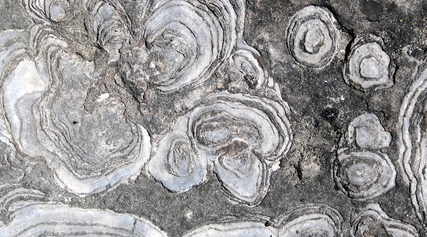 stromatolites